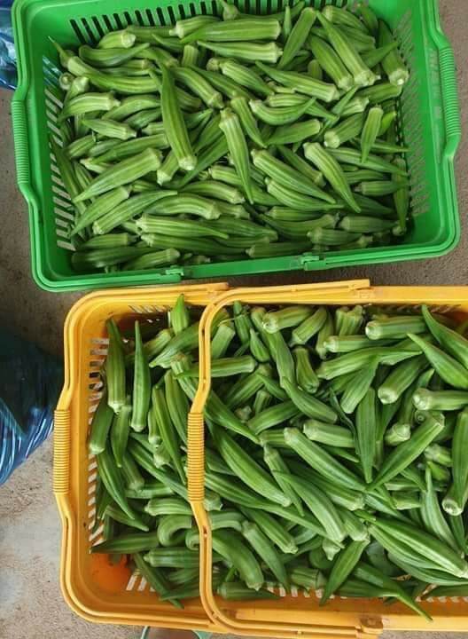 Đậu bắp tươi