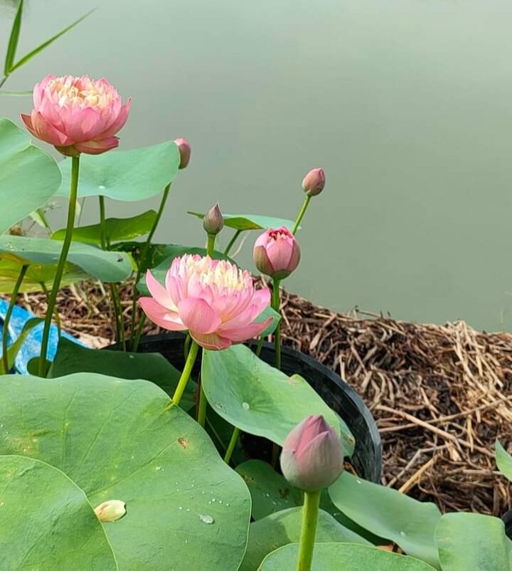 củ sen nhật cam sai hoa màu cam