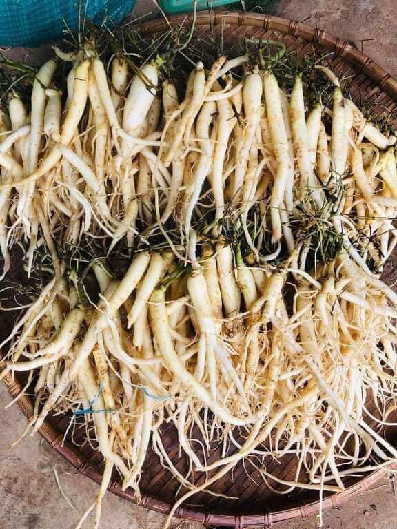 Sâm dây Ngọc Linh _ Đẳng sâm kontum
