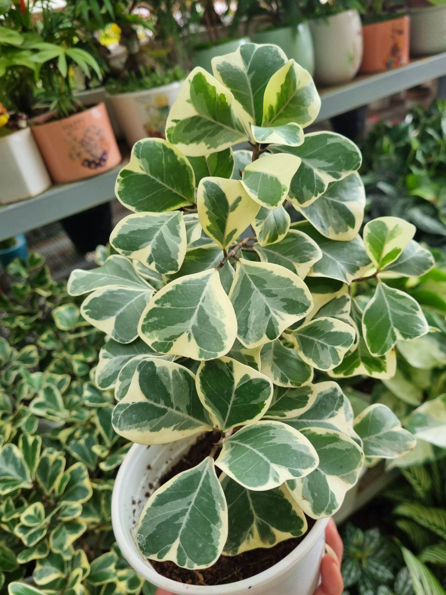 Cây Bàn cẩm thạch