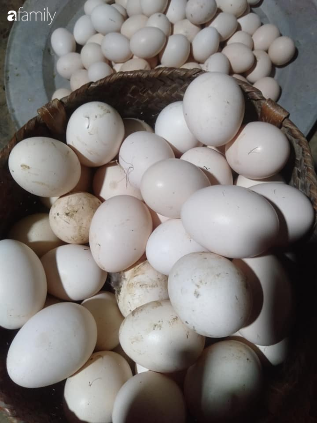 10 trứng gà ta thả vườn nhà nuôi SẠCH