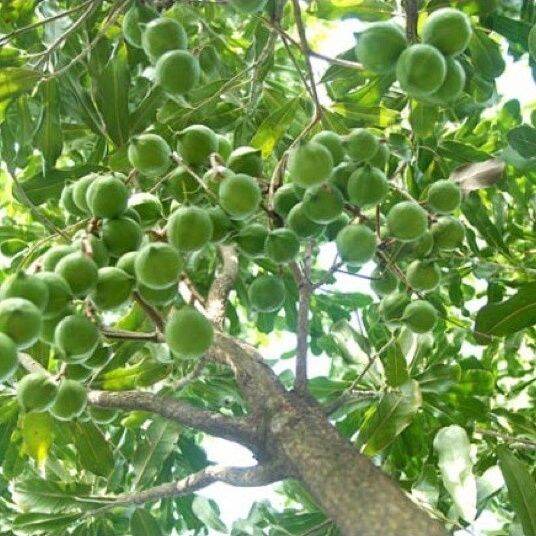 CÂY GIỐNG MACCA GHÉP SIÊU SỚM