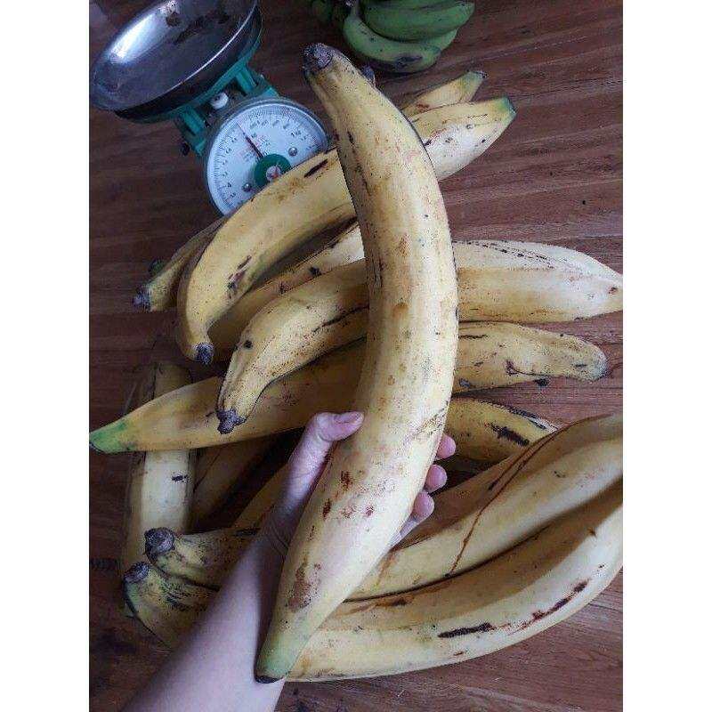 cây giống Chuối tá quạ