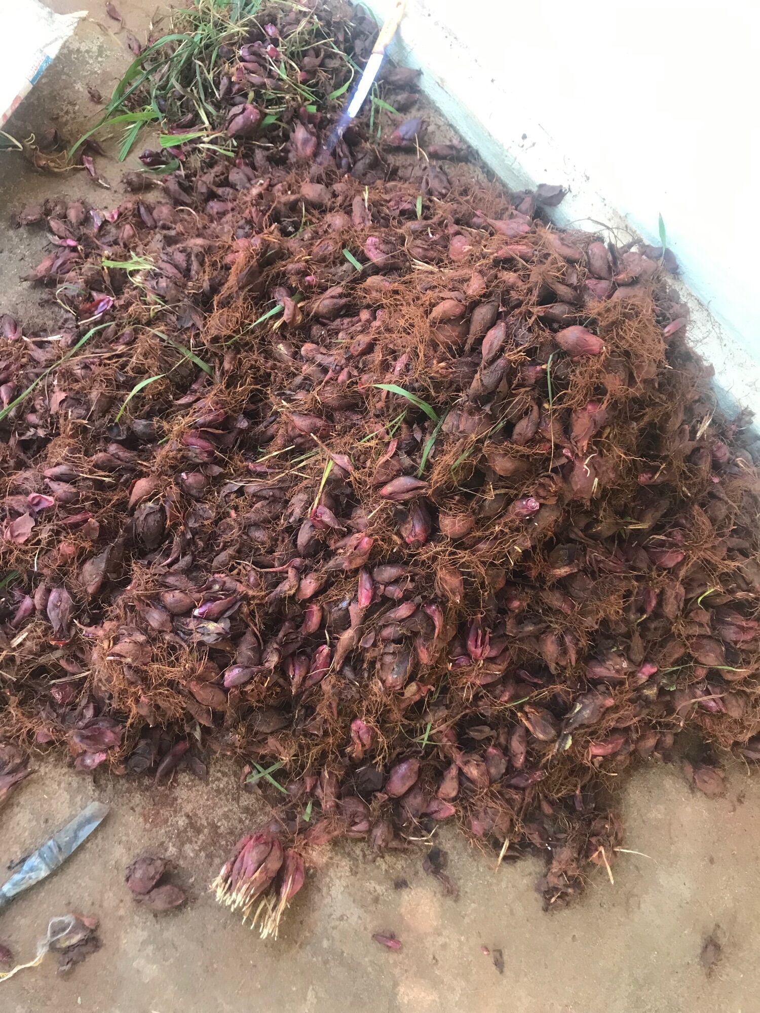 Củ giống Sâm Đại hành Đà Lạt 1kg