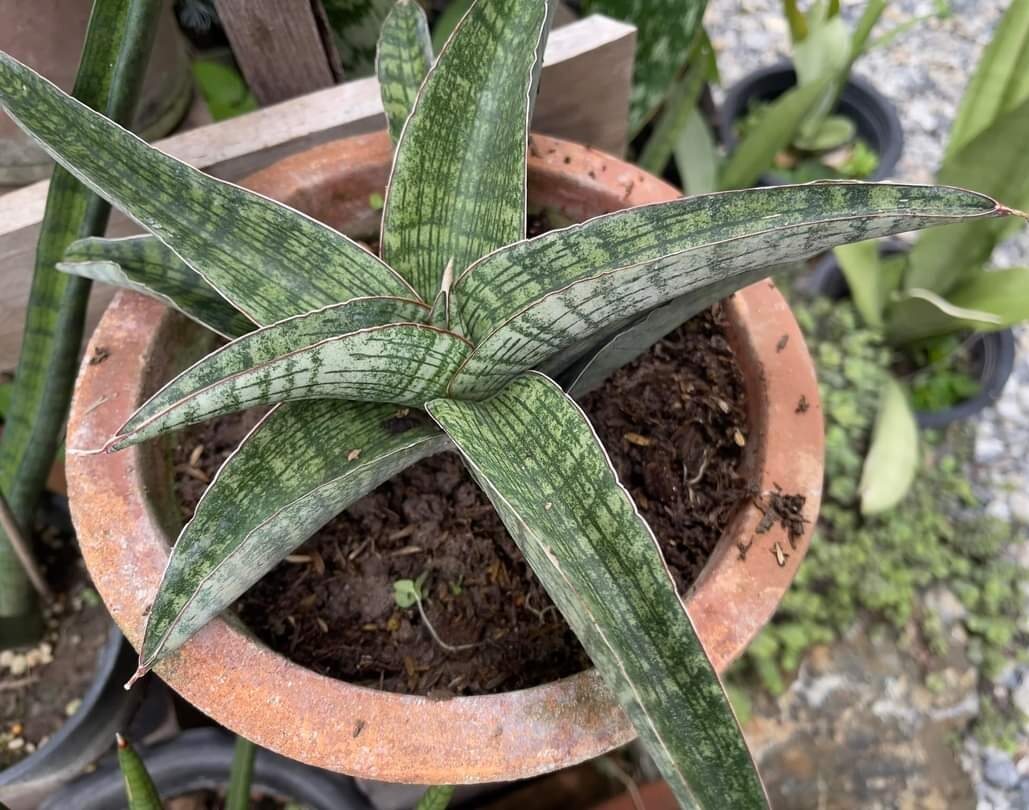 Cây lưỡi hổ - Sansevieria Phanphet
