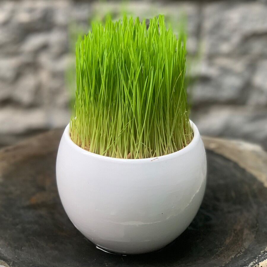 Hạt lúa thơm gieo mầm thủy sinh túi 1kg - cây cảnh phong thủy