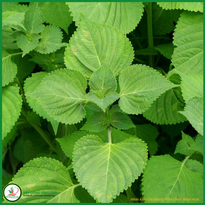 Hạt giống Rau thơm mè Hàn Quốc Sesame - 0,5g