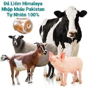 Đá liếm muối khoáng hồng Pakistan