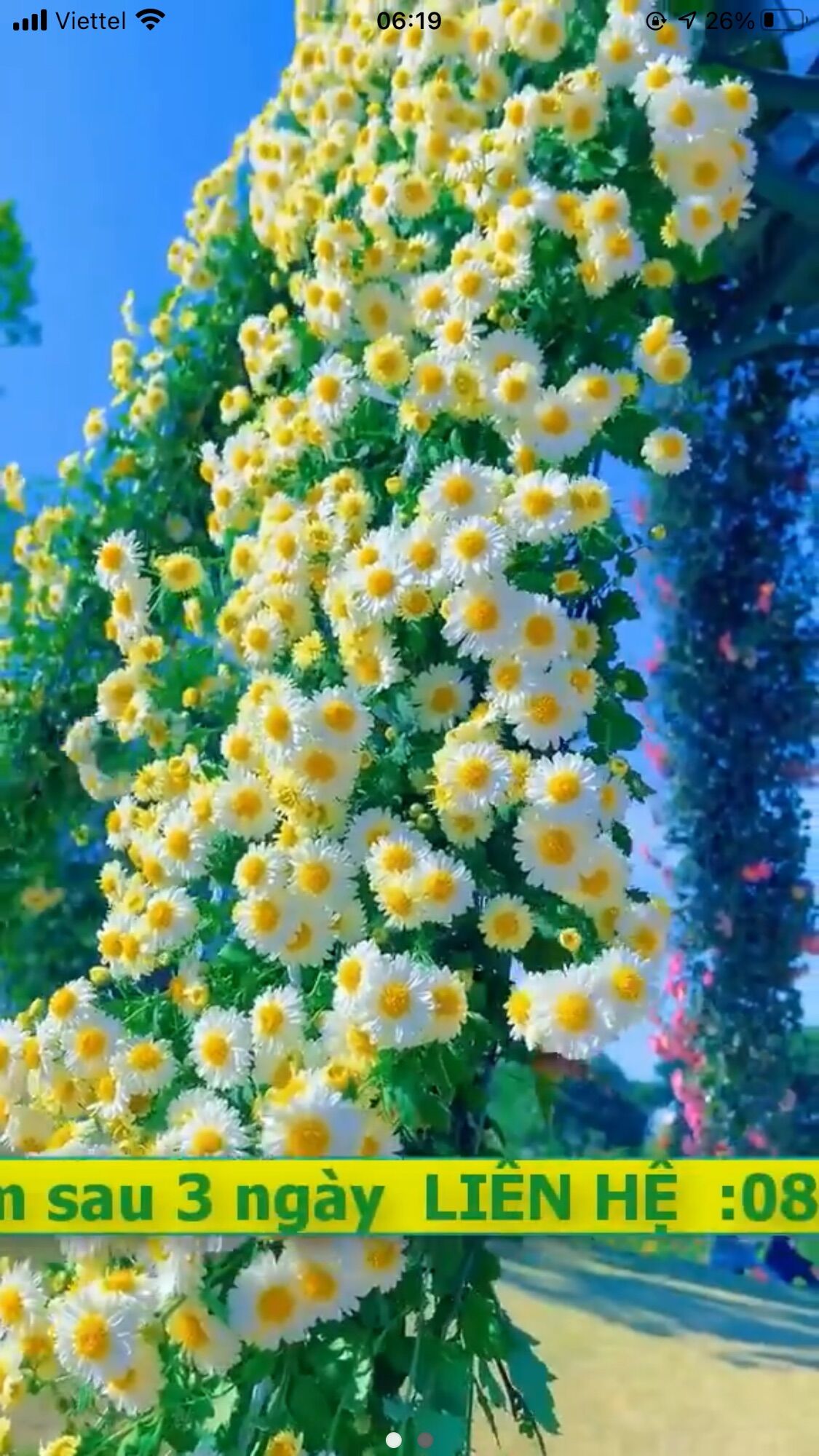 Hạt hoa Cúc Leo Giàn(1 gói)