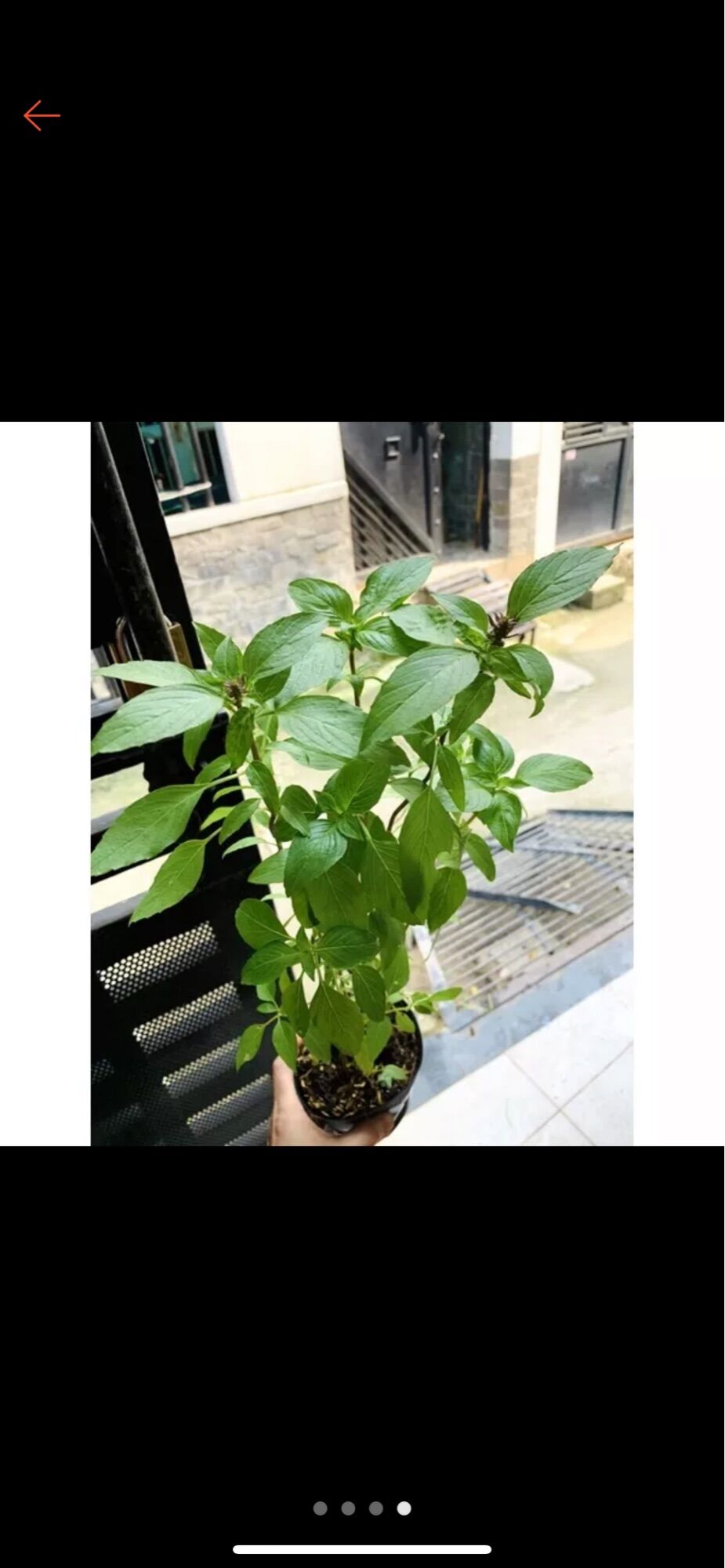 Chậu rau húng quế/ húng chó