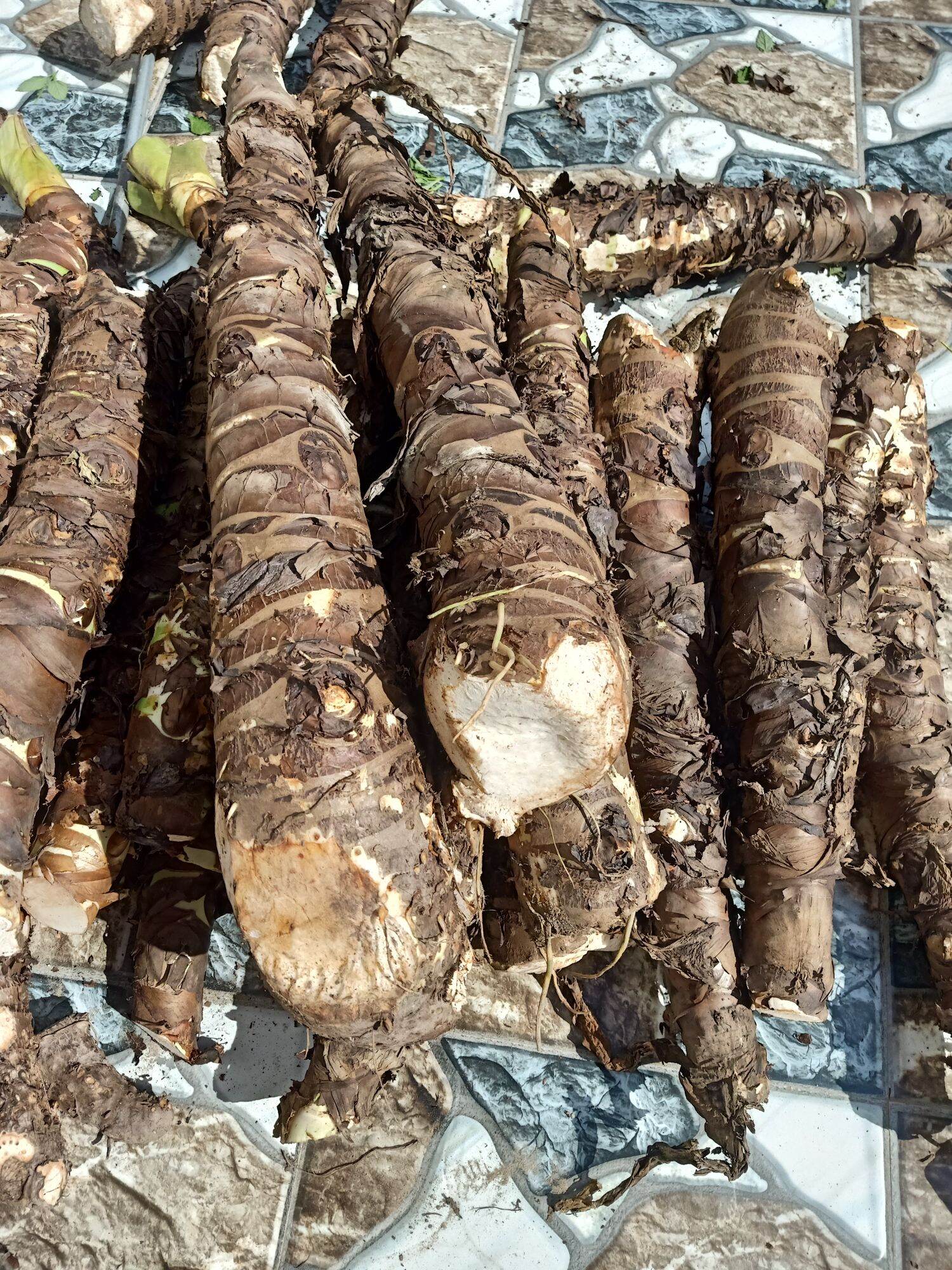 (Mua 5 tặng thêm 1).Chỉ 100k/combo 5kg, củ bạc hà núi chuẩn chất lượng