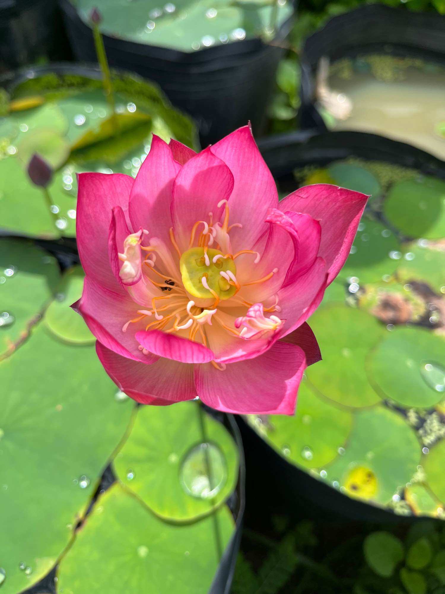 củ sen mini nhật