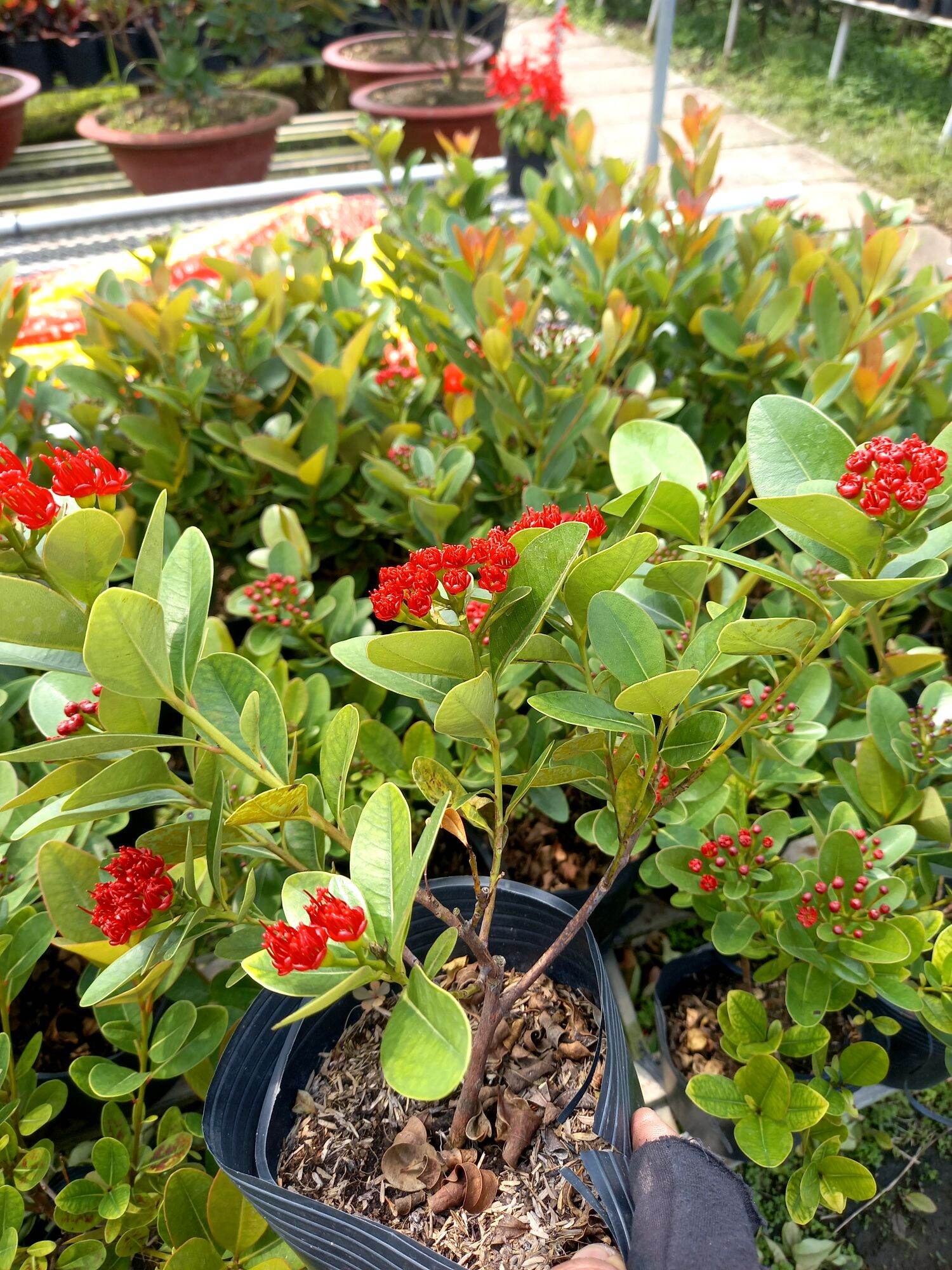 cây mai thái đỏ đậm