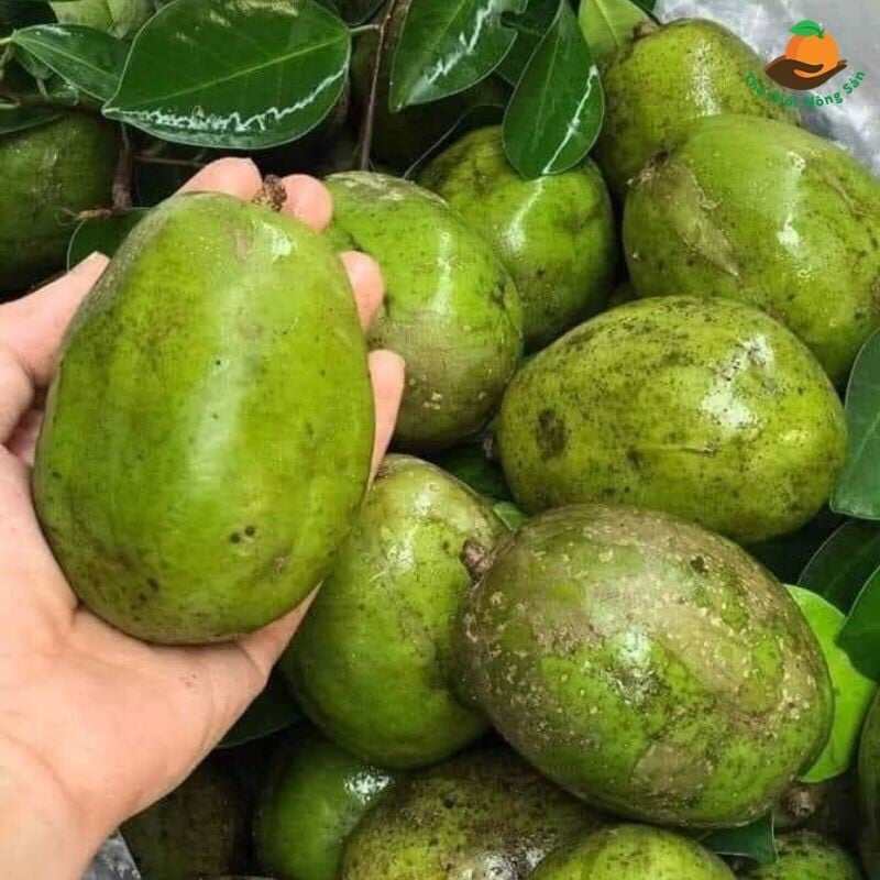 Cây giống Cóc Cầy Thái