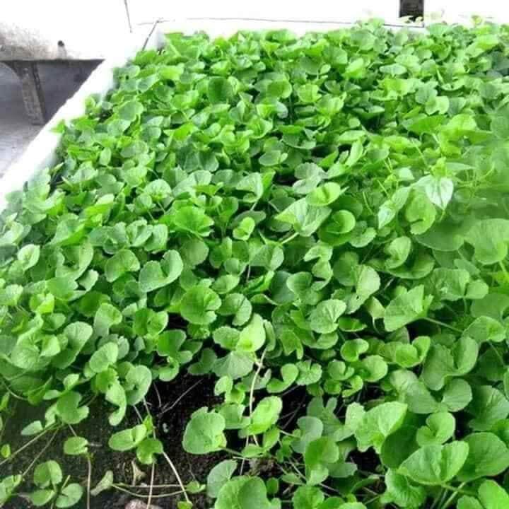 HẠT GIỐNG RAU MÁ hói 1 gram