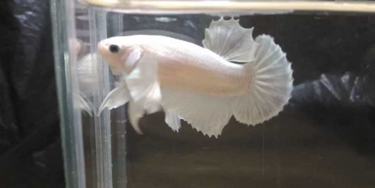 Betta dumbo white trống đã tách riêng