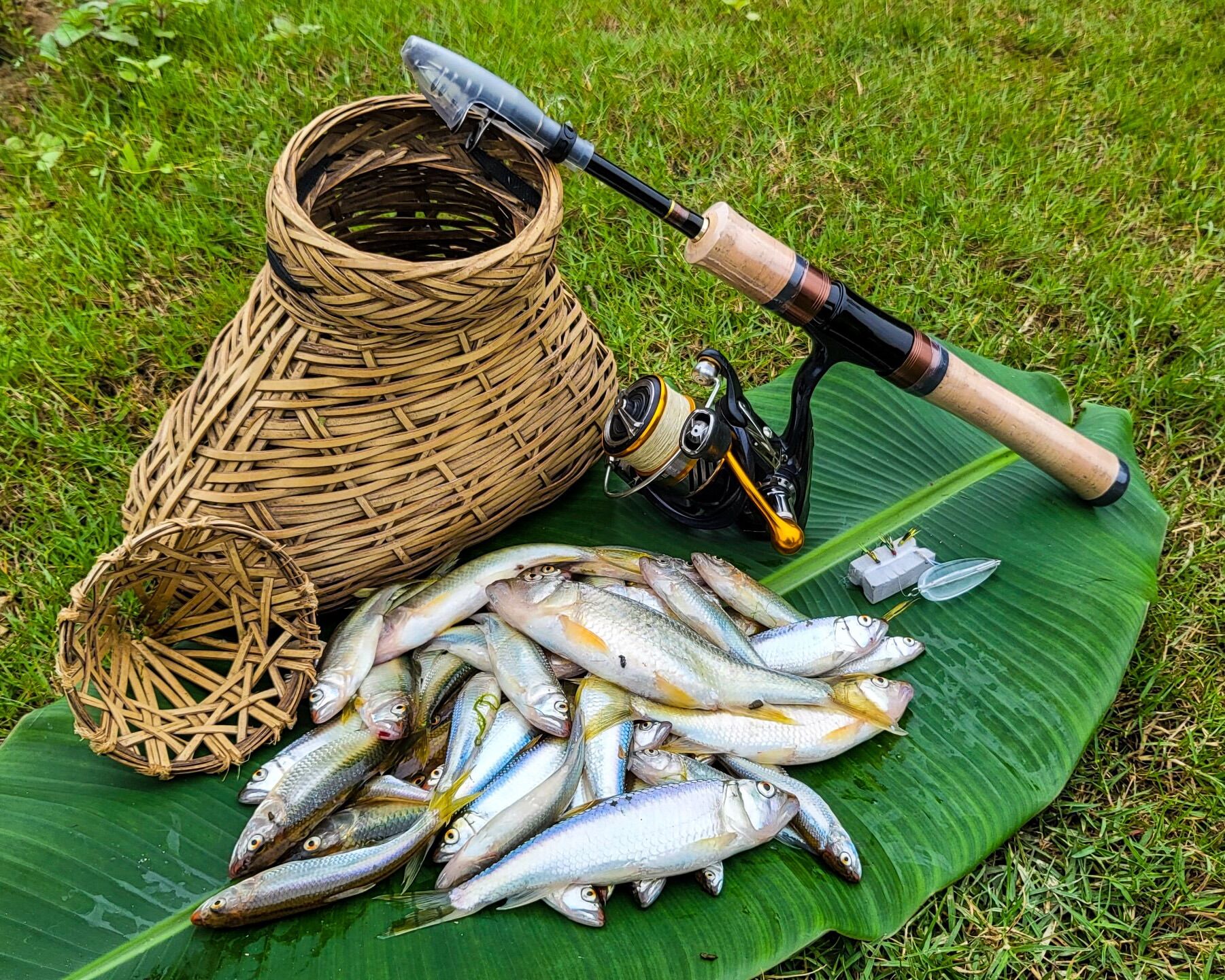 Mồi bọ lure cá mương, mồi lure, fly, tenkara