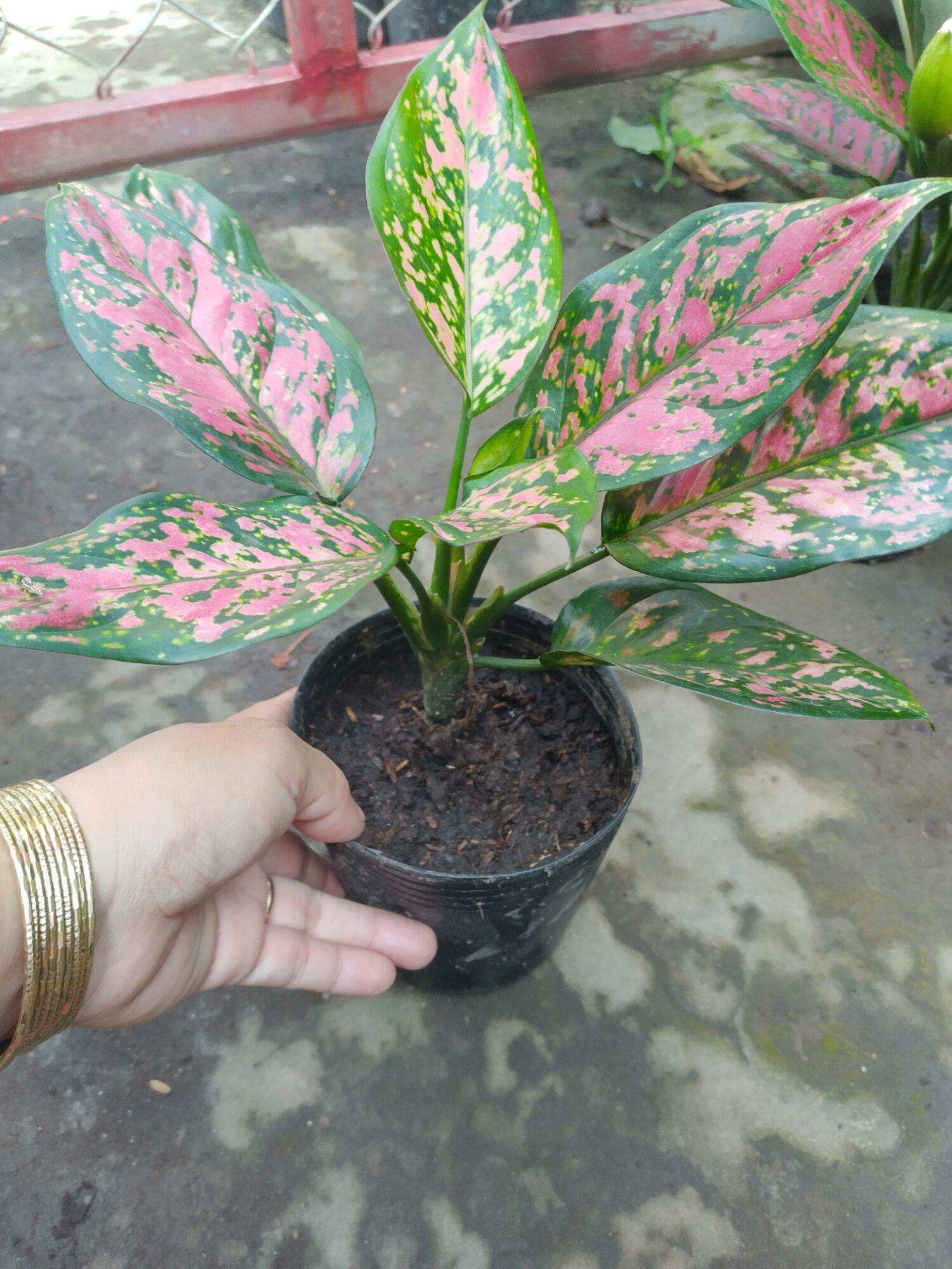 Chậu lớn Vạn Lộc