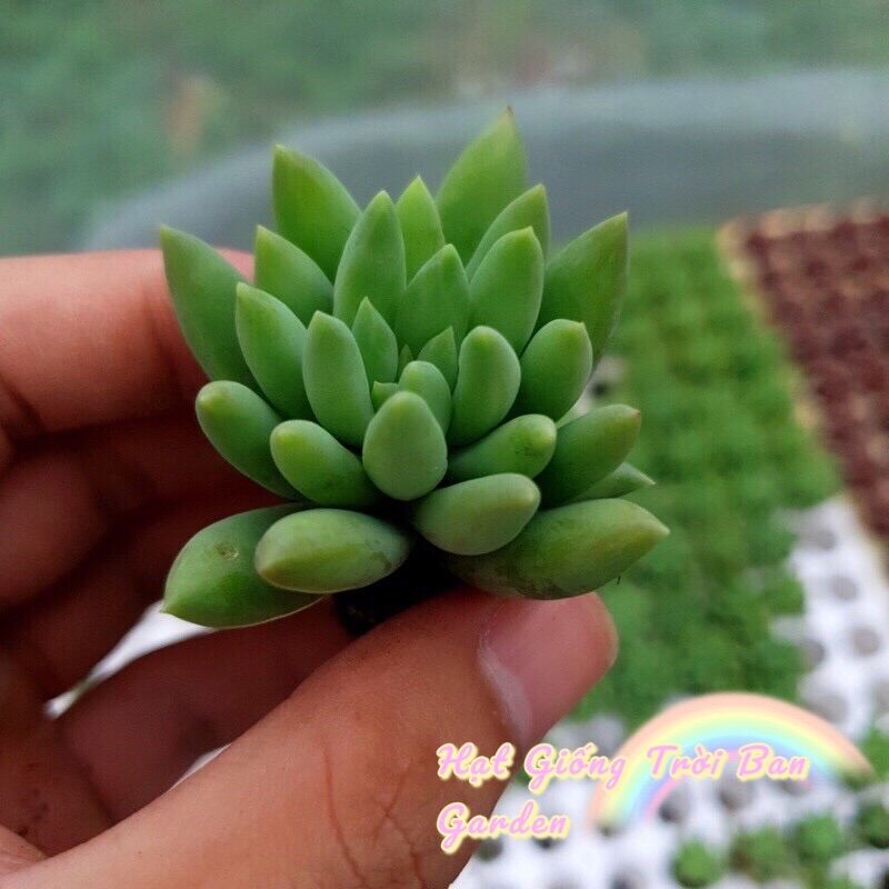 Sen Đá CHUỖI NGỌC ĐỨNG SIZE MINI |FREESHIP| LỖI1ĐỔI1