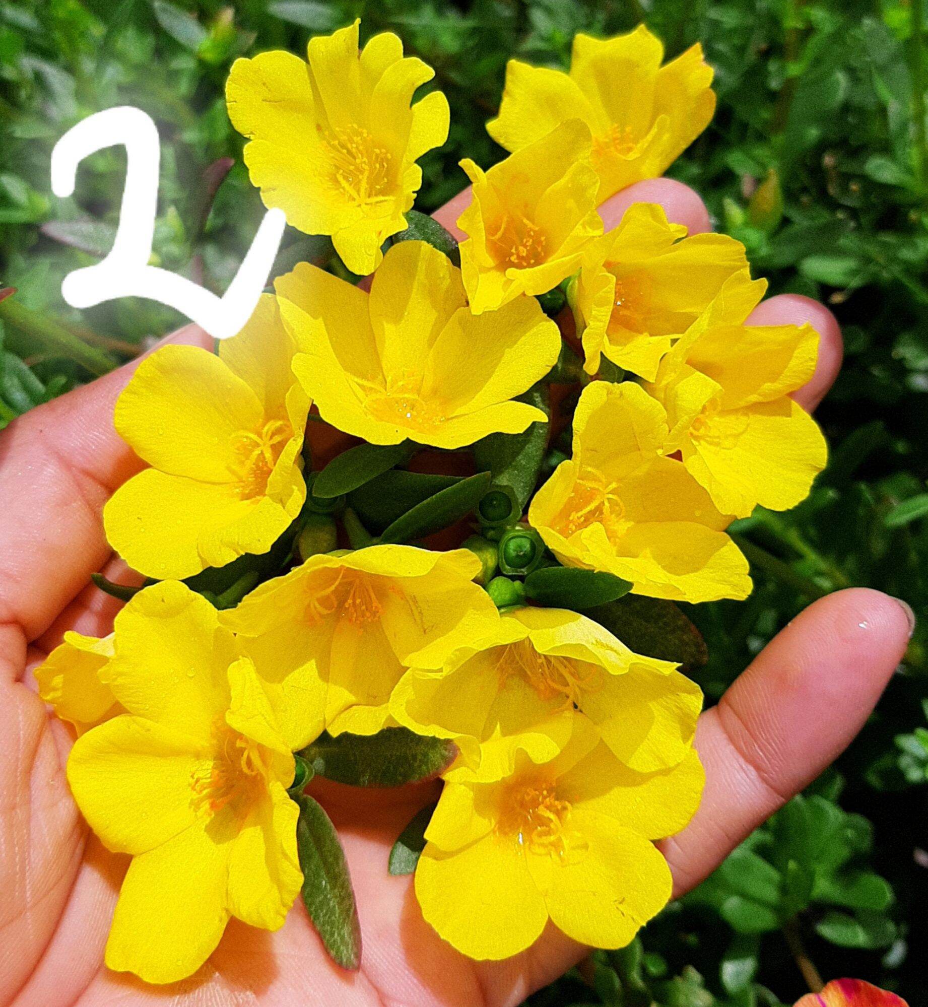3kg CÀNH MƯỜI GIỜ SAM 15 MÀU 180K