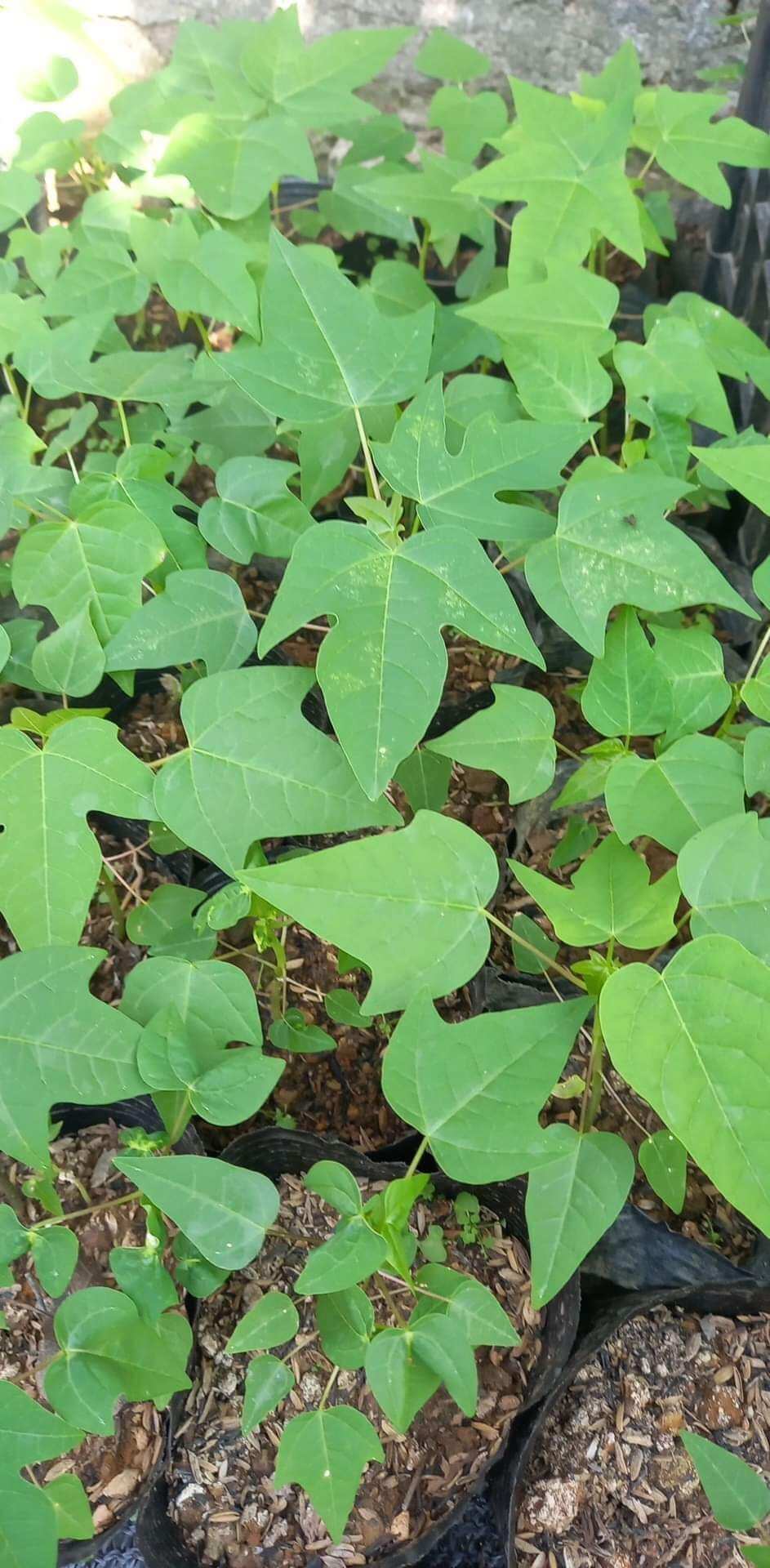 cây giống hoa đu đủ đực
