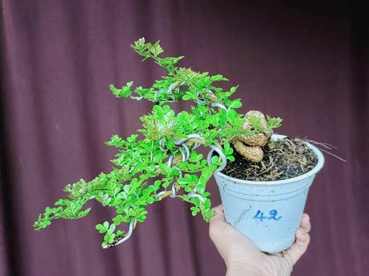 CÂY CẦN THĂNG BONSAI ĐỂ BÀN