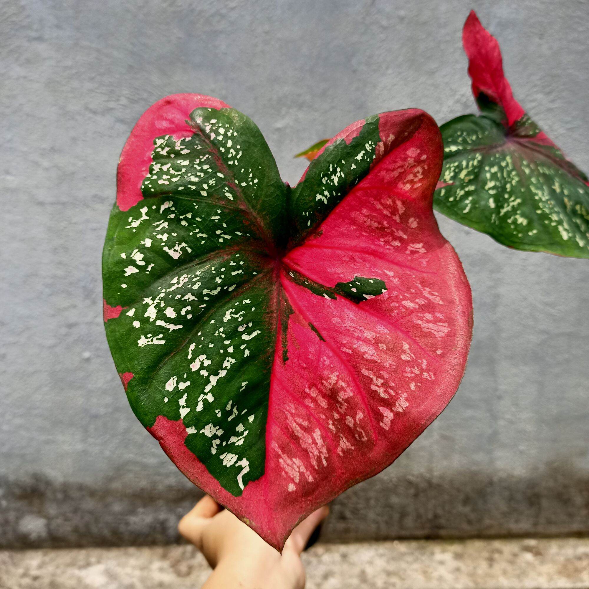 Chậu cây môn màu baret caladium trưởng thành