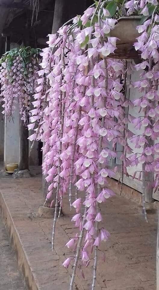 Hoa Lan đột biến hạc vỹ(1 bó hình cuối)