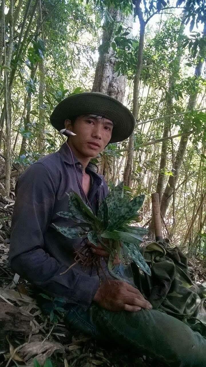 Hoa Lan hài vân nam(1 cây)