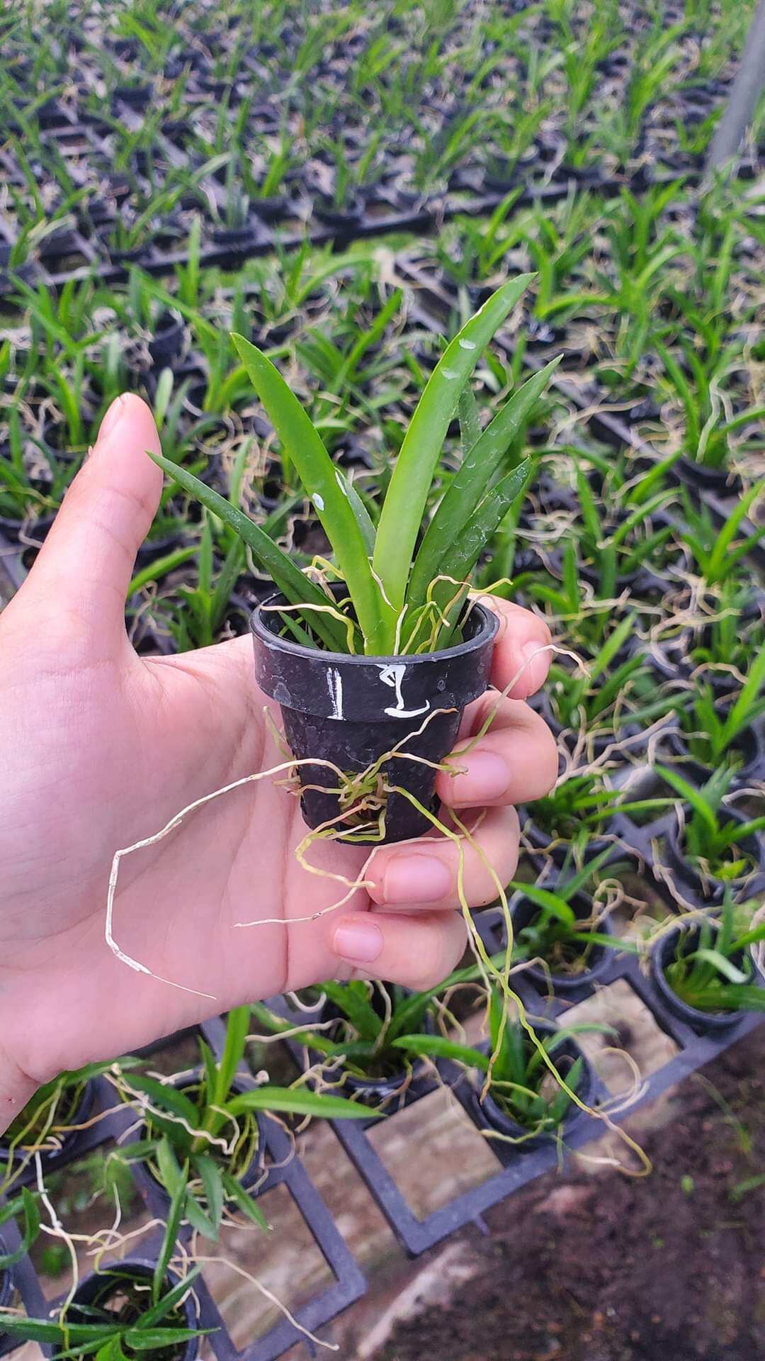 Hoa lan Vũ nữ bút chì giống đủ màu lựa được