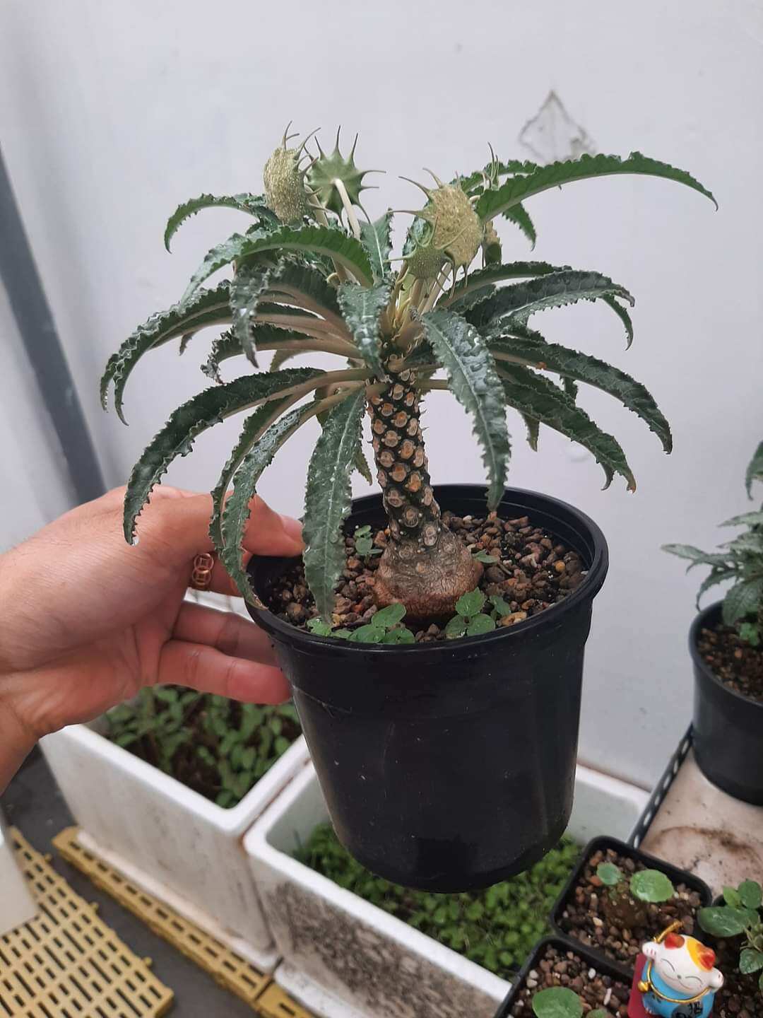 Cây hoa mặt trời - Dorstenia