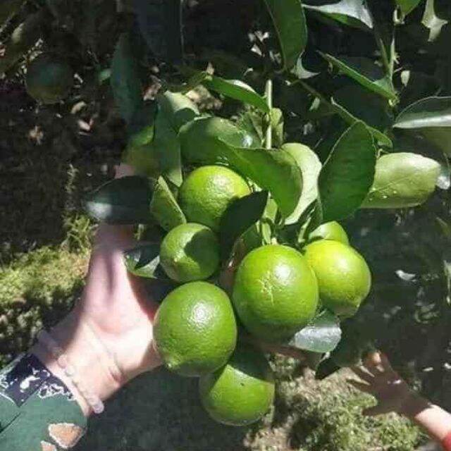 Cây giống Chanh Bông tím trái chùm có hạt - cây chiết nhánh to