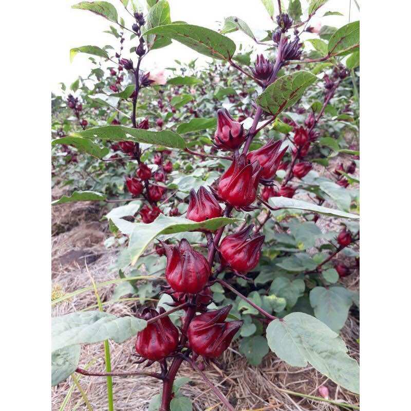 500g hoa atiso đỏ khô 165k