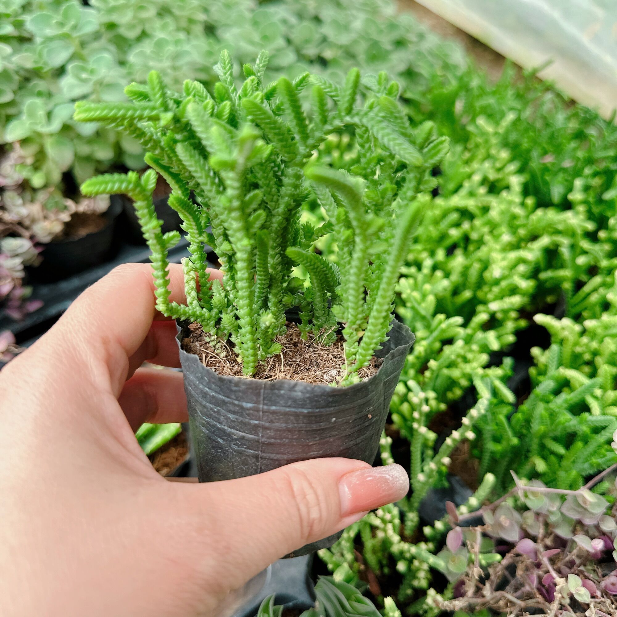 Sen đá trúc size bầu 3-5 cm