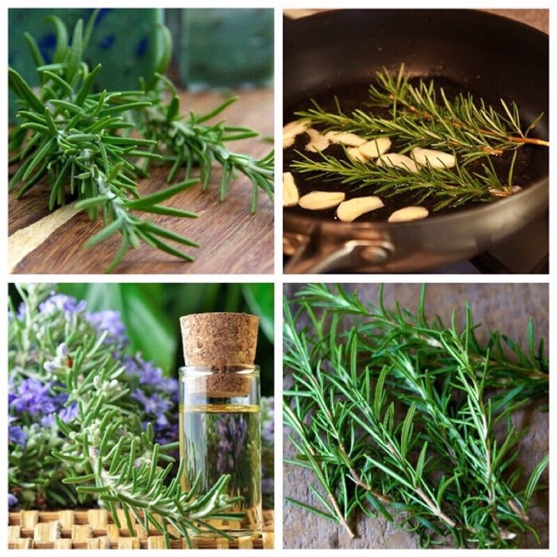 Hạt giống cây hương thảo - rosemary
