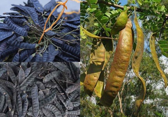 (1kg)Quả bồ kết đẹp khô loại 1