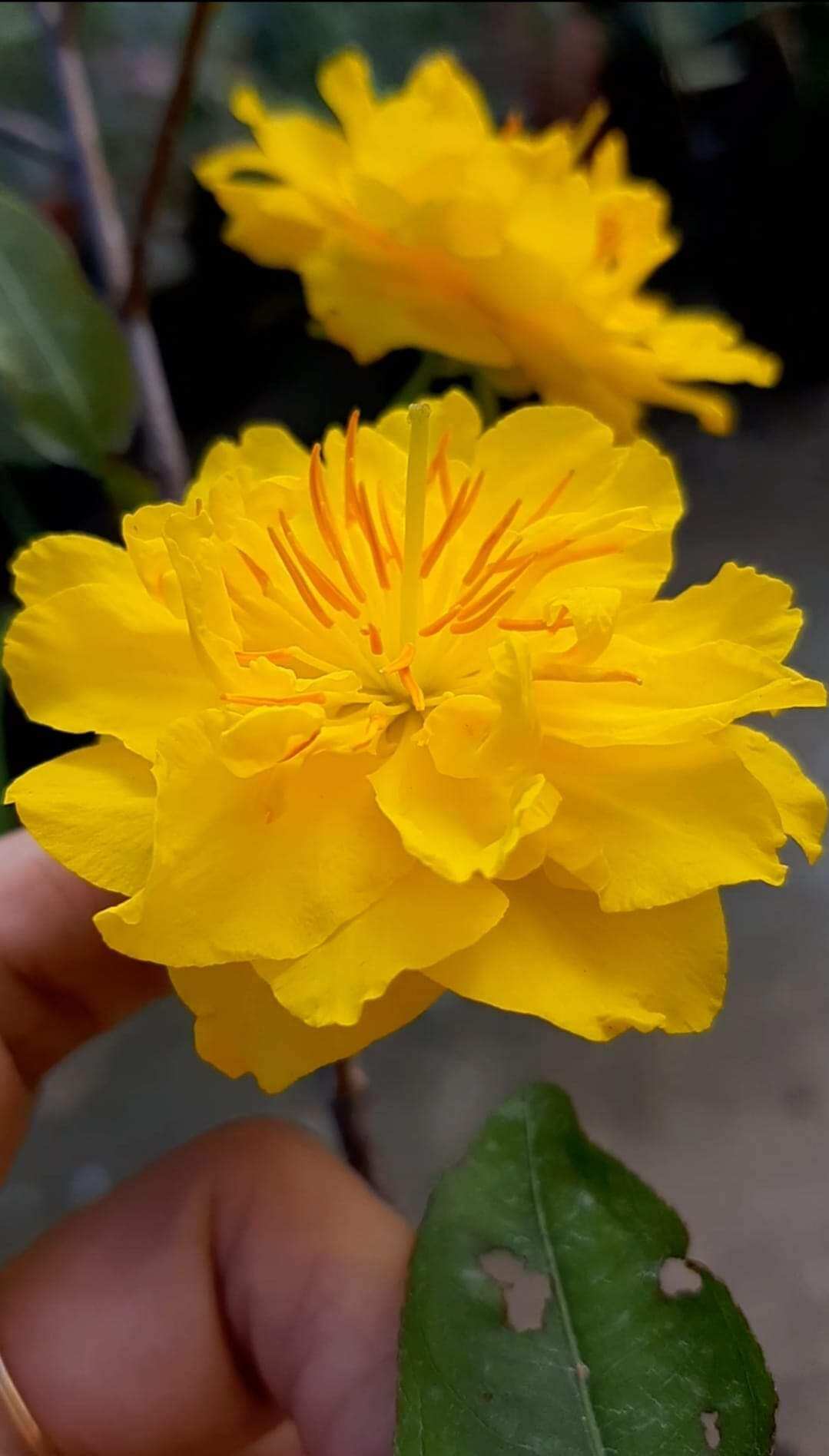 MAI CÚC THỌ HƯƠNG, LÔ CÂY NHIỀU BO
