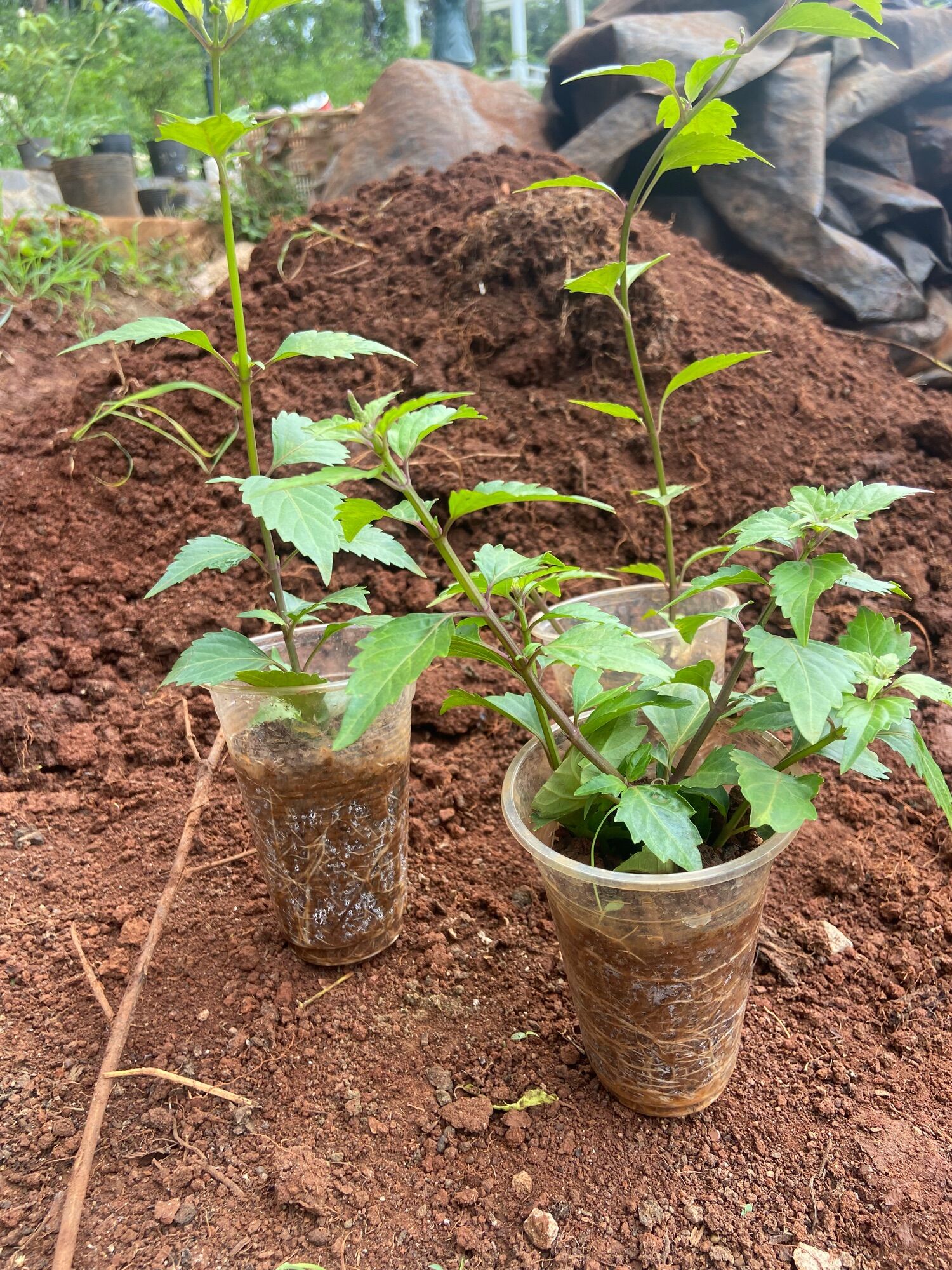 Cây giống râu mèo