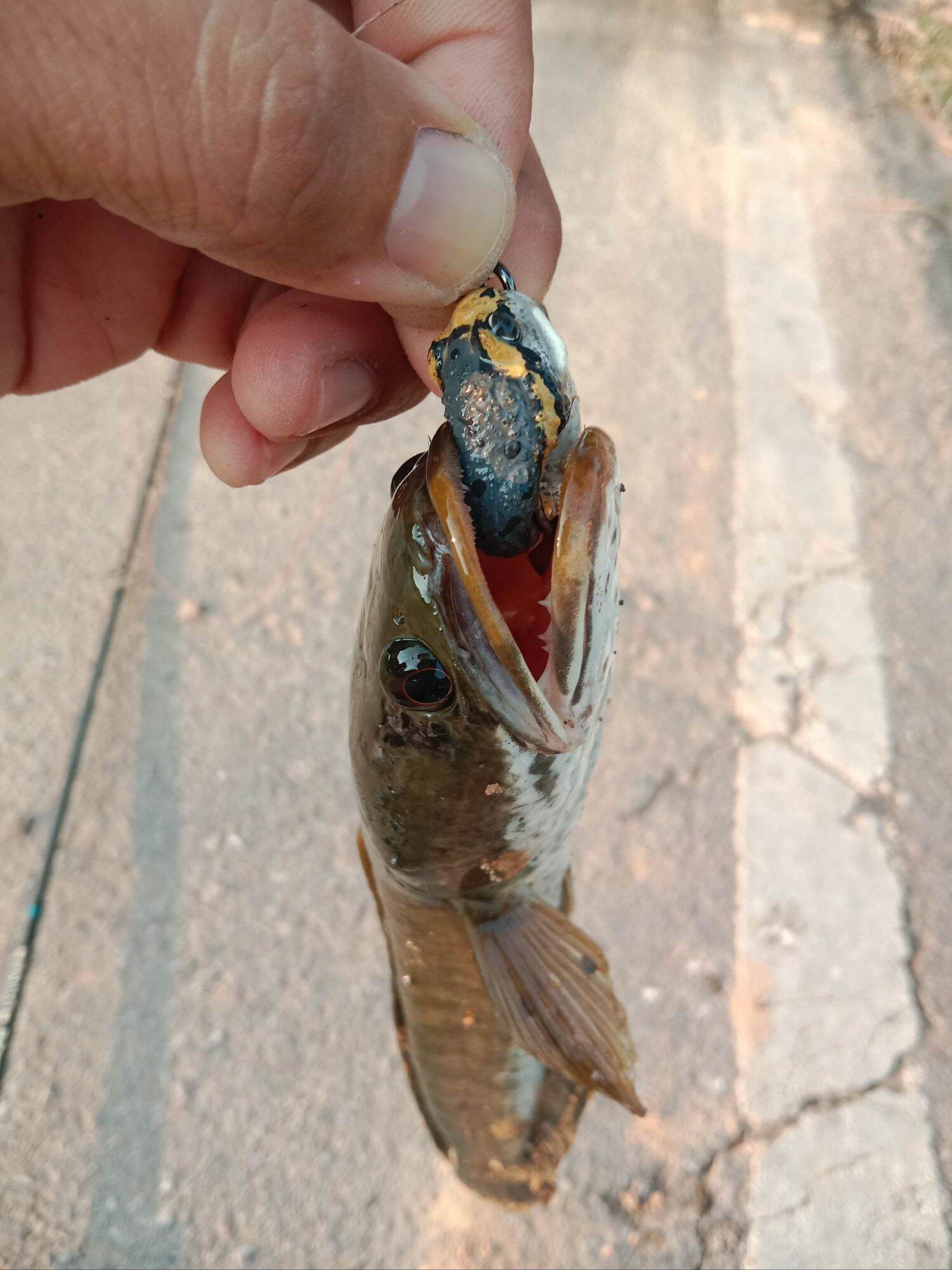 Mồi Câu BJ FROG 3cm 5.2g THAILAND