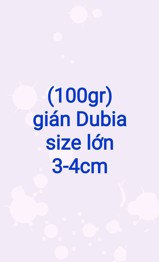 Hộp 100g Dubia size lớn 3 đến 4cm. Hoàn tiền 100% tương ứng khi có hao hụt
