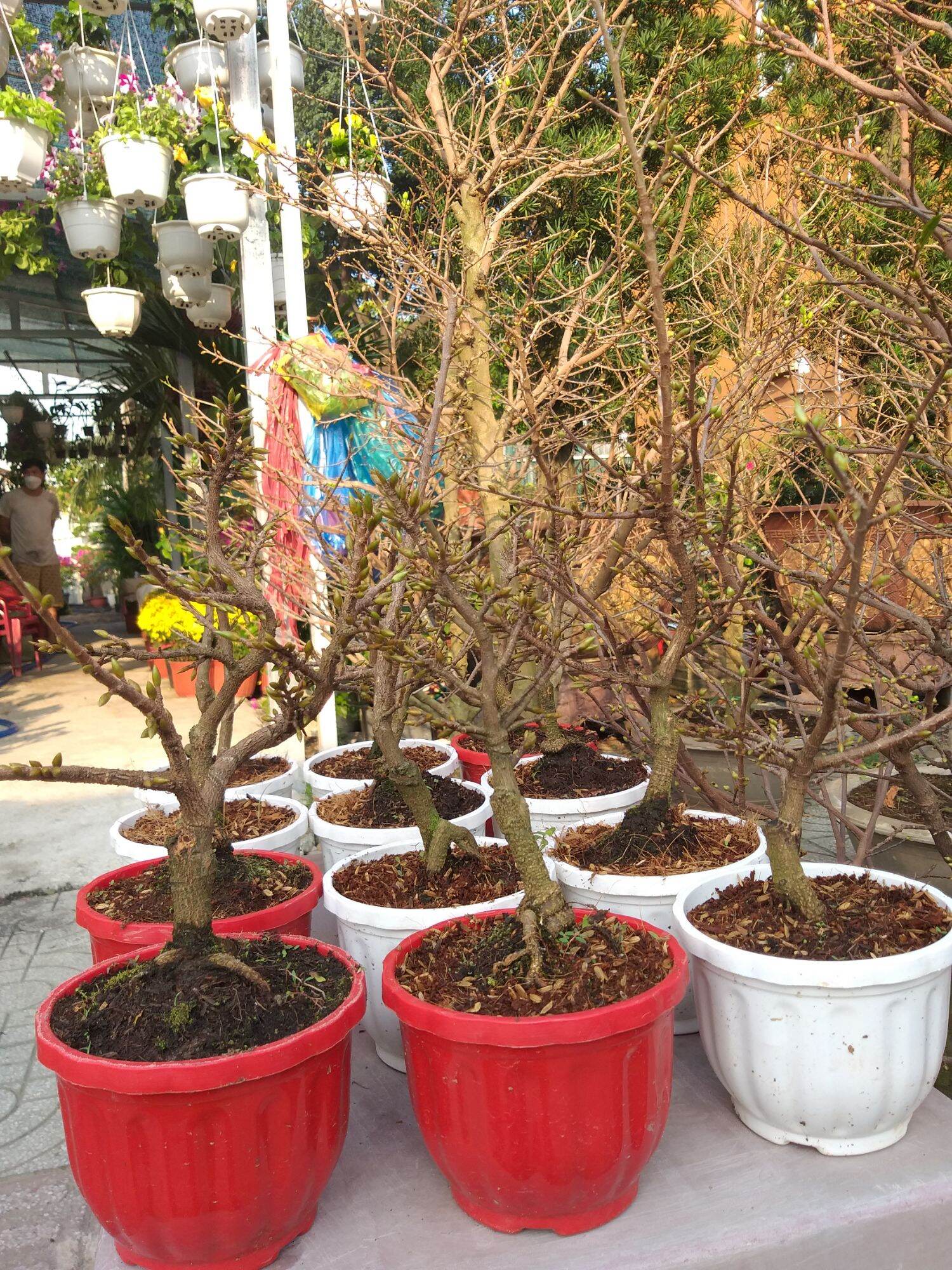 Mai Đại Lộc 49 cánh siêu nụ bonsai mini