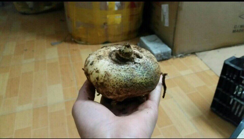 Củ hoa Hồng Tú cầu