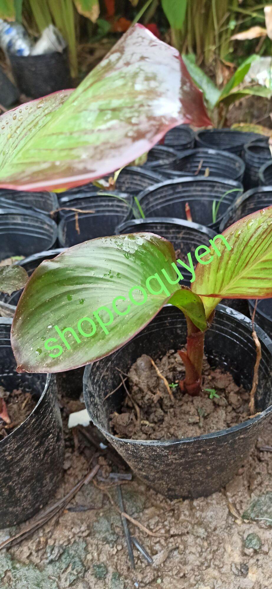 Cây giống cây củ chuối dong riềng đỏ