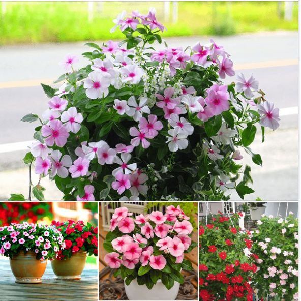 Hạt giống Hoa Dừa Cạn Mix