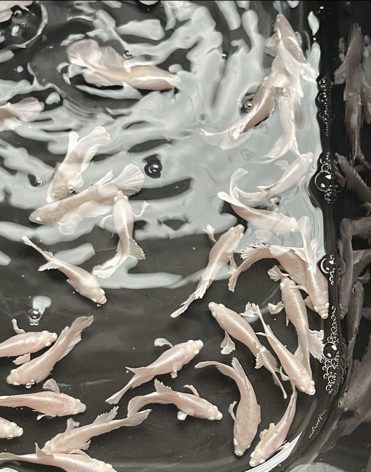 Betta thuỷ sinh dumbo white - trang trí bể cá - hàng cao cấp