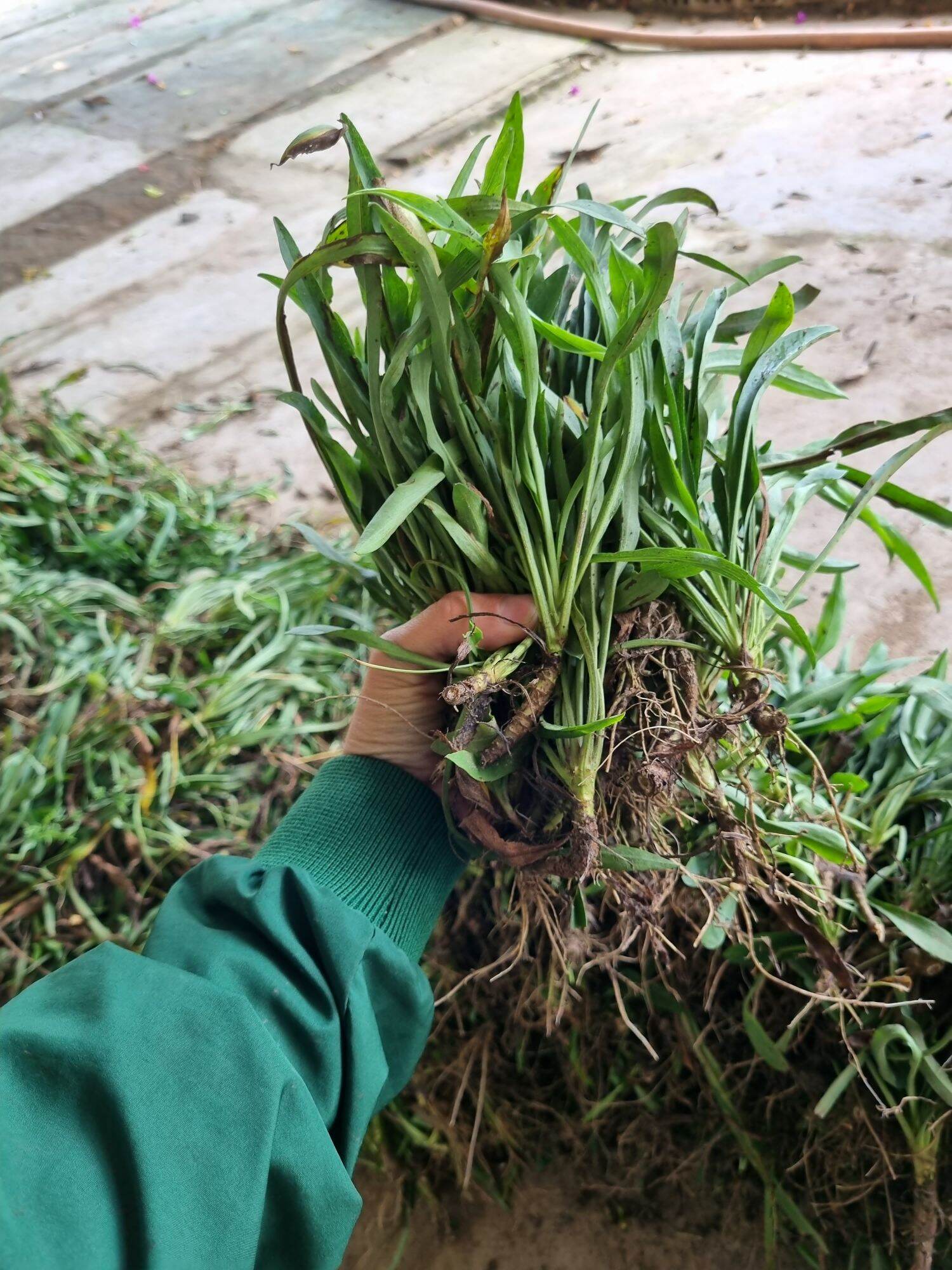 30 cây giống thạch thảo tím xanh