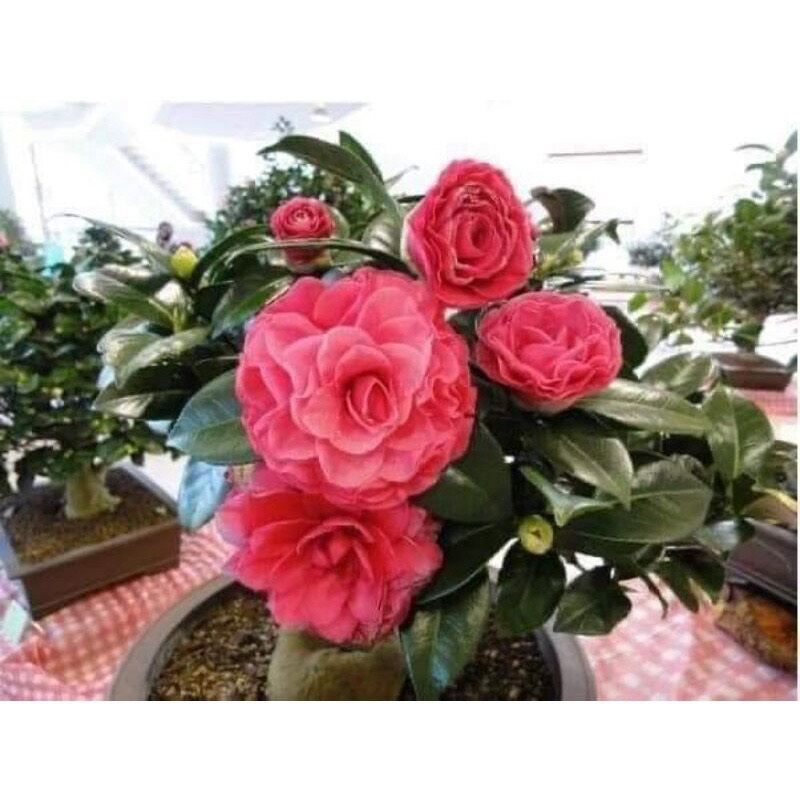 trà my tứ quý (cây giống như hình cuối)