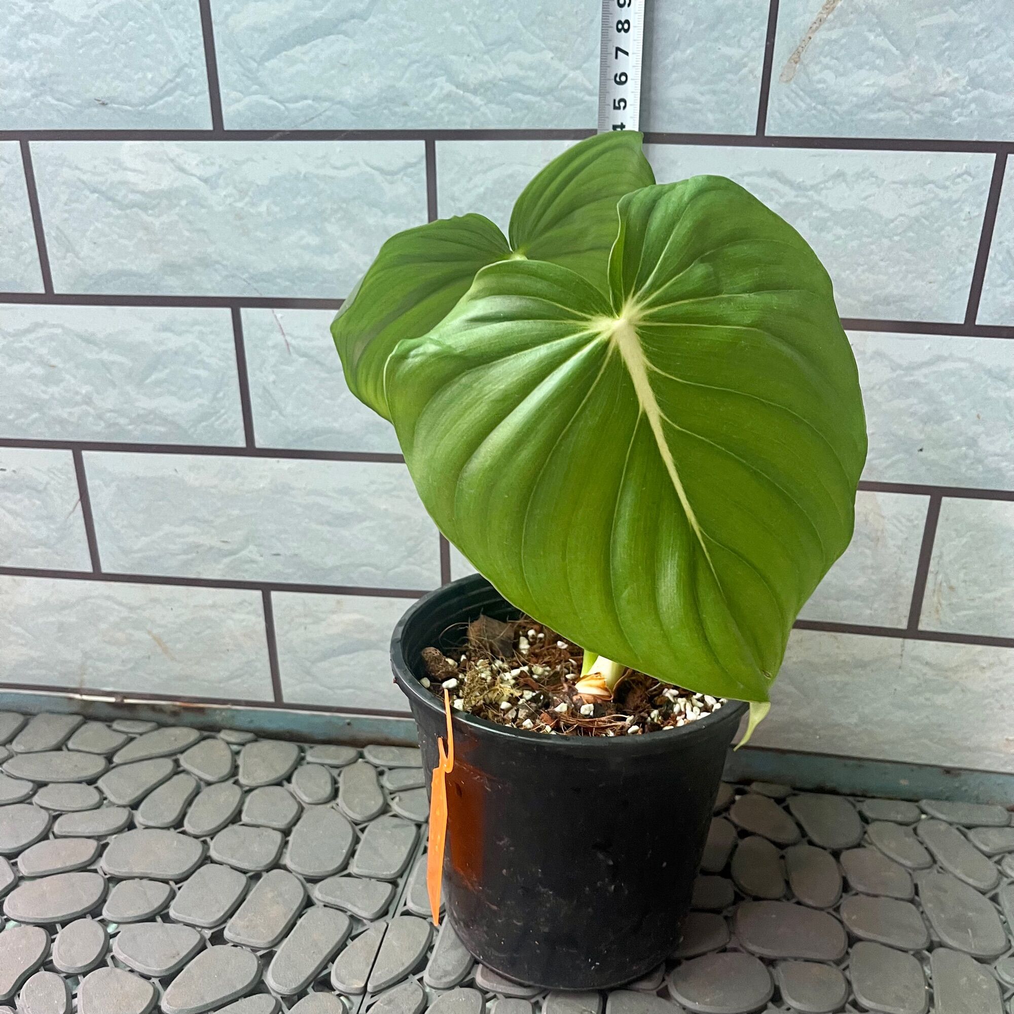 Cây trầu bà Philodendron McDowell
