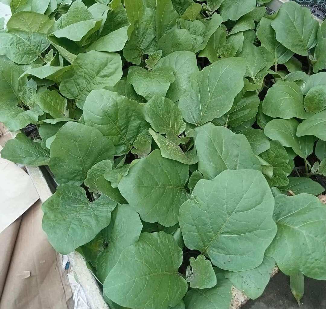 cây giống cà tím.