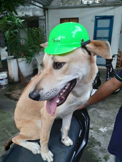 Nón bảo hiểm cho chó mèo